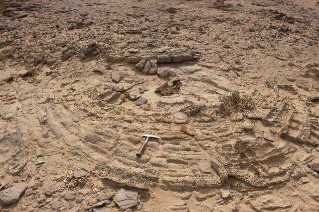 Concentric laminations seen in plan view of a giant stromatolite in the Nafun Group, Huqf Desert, Sultanate of Oman.