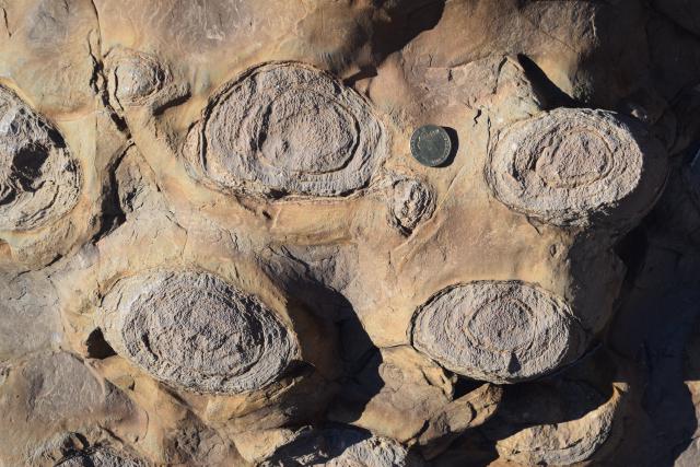 Four stromatolites in the Trezona Formation.